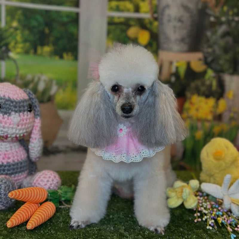 Freshly groomed dog at L'La Pooche Dog Spa