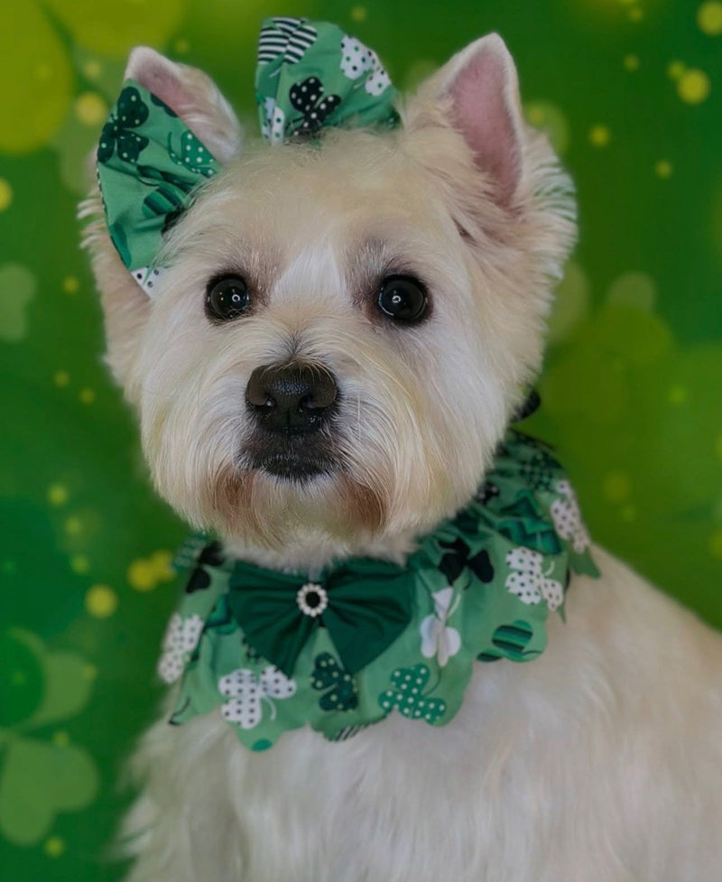 Freshly groomed dog at L'La Pooche Dog Spa