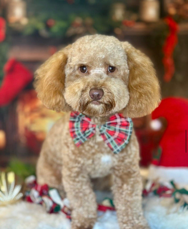 Freshly groomed dog at L'La Pooche Dog Spa